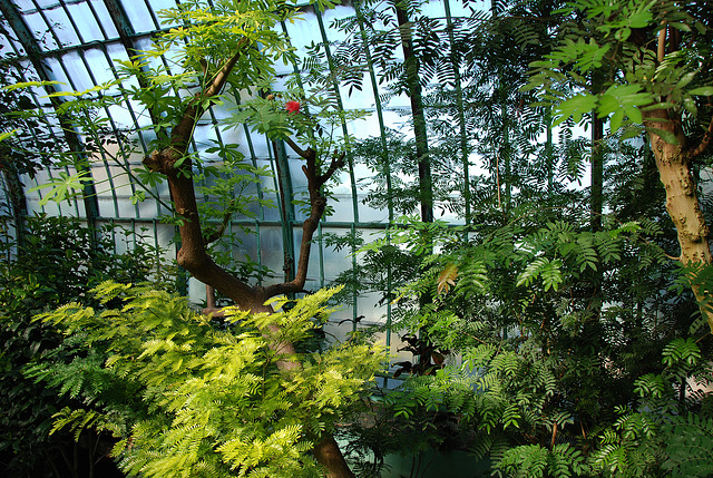 Jardin botanique sous serre