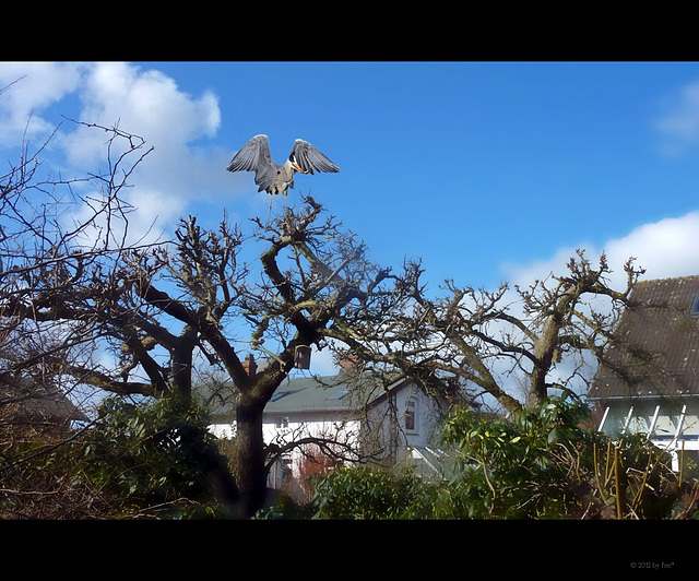 "the heron on the apple tree" (pip)...oder..."ein Reiher aus Berlin" :-)