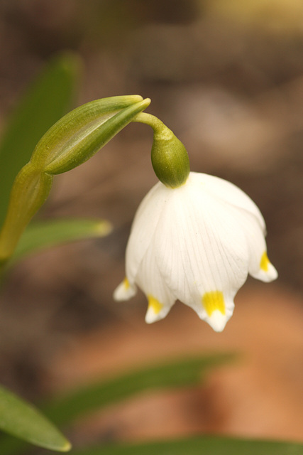 Frühlingsknotenblume