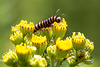 20140703 3764VRAZw [D~LIP] Blutbär (Tyria jacobaea), Jakobs-Geiskraut (Senecio Jacobaea), UWZ - Umweltzentrum, Bad Salzuflen