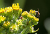 20140703 3763VRAZw [D~LIP] Fliege, Jakobs-Geiskraut (Senecio Jacobaea), UWZ - Umweltzentrum, Bad Salzuflen-3763