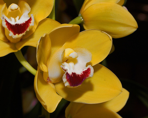 Cymbidium Hybrid – Pennsylvania Convention Center, Philadelphia, Pennsylvania