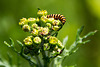 20140703 3762VRAZw [D~LIP] Blutbär (Tyria jacobaea), Jakobs-Geiskraut (Senecio Jacobaea), UWZ - Umweltzentrum, Bad Salzuflen