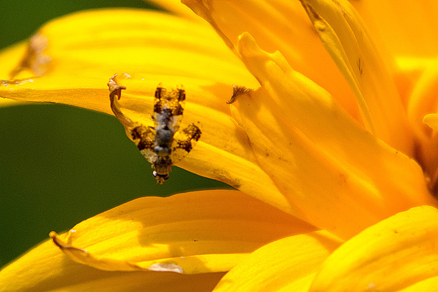 20140703 3756VRAZw [D~LIP] Schnepfenfliege (Rhagio scolopaceus),  UWZ - Umweltzentrum, Bad Salzuflen