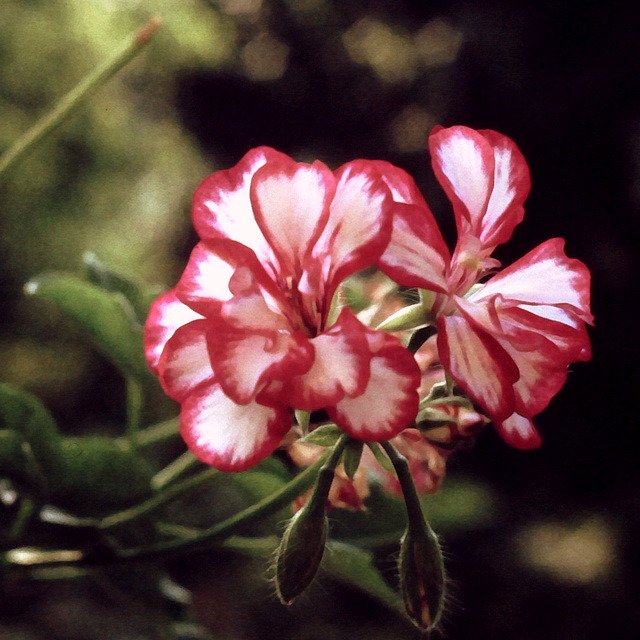 La belle rouge