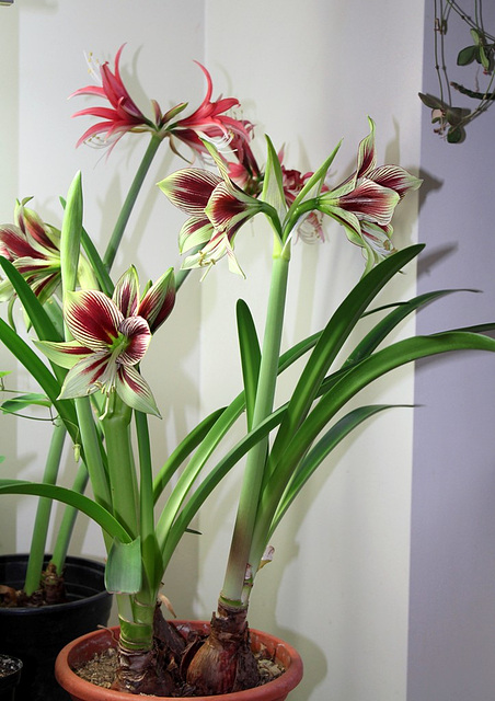 Hippeastrum papilio