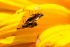 20140703 3750VRAZw [D~LIP] Schnepfenfliege (Rhagio scolopaceus),  UWZ - Umweltzentrum, Bad Salzuflen