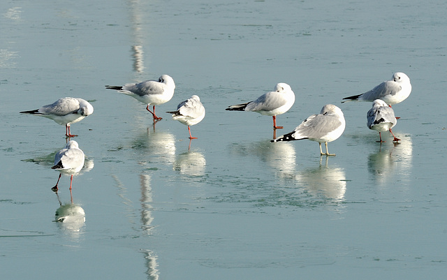 Repos des mouettes...