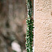 Euphorbia spectabilis-Monadenium spectabile