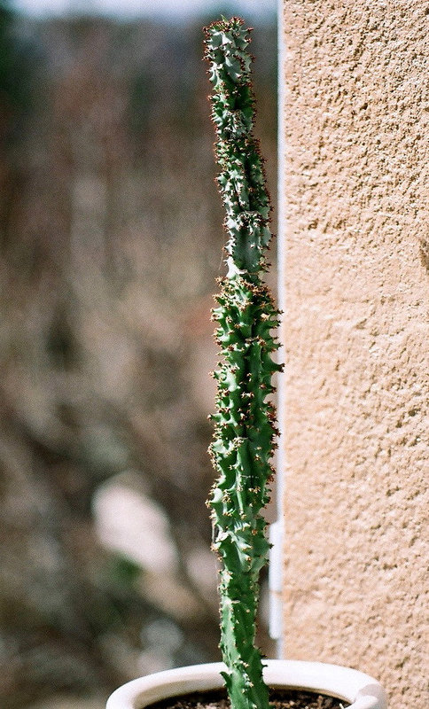 Euphorbia spectabilis-Monadenium spectabile