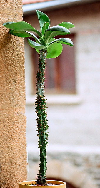 Euphorbia spectabilis-Monadenium spectabile