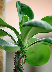Euphorbia-Monadenium spectabile