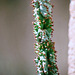 Euphorbia-Monadenium spectabile 2