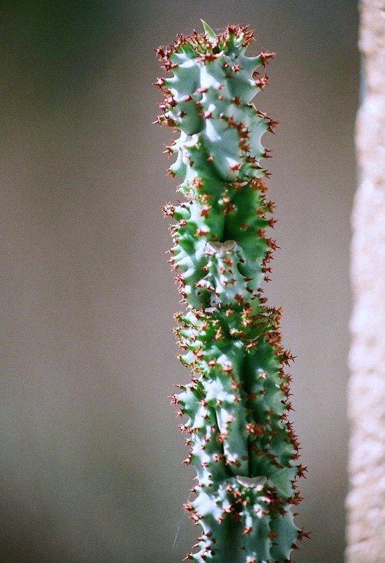 Euphorbia-Monadenium spectabile 2