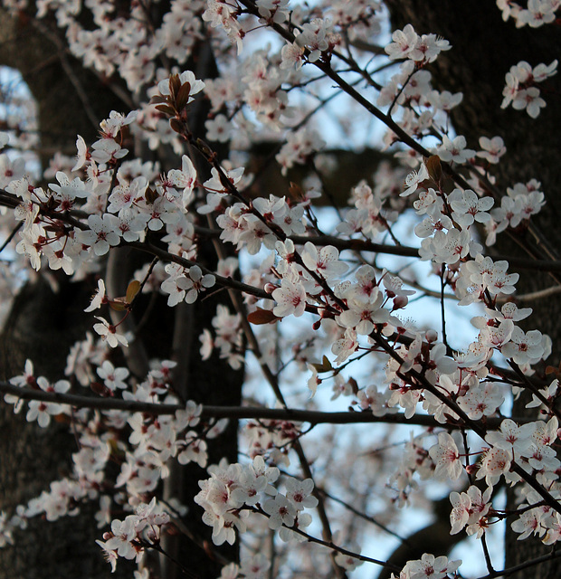 LE PRINTEMPS ***