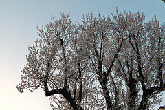 ARBRE FLEURI *** ARBRE FLEURI ***