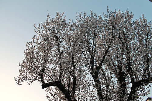 ARBRE FLEURI ***