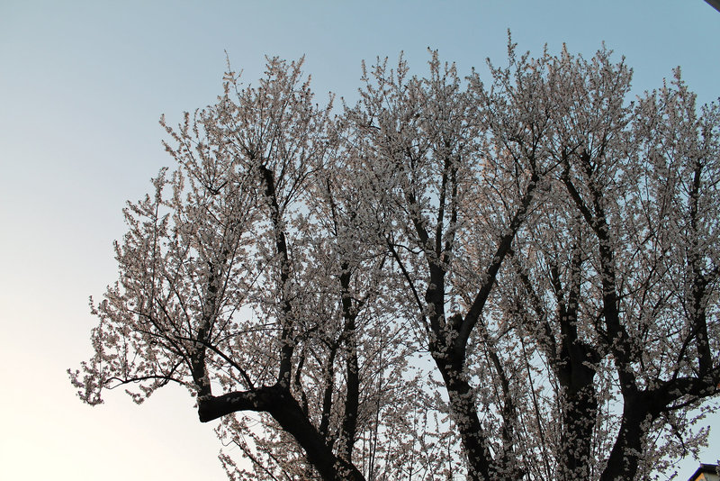 ARBRE FLEURI ***