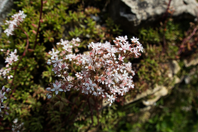 20140703 3699VRFw [D~LIP] Weiße Fetthenne (Sedum album), [Weißer Mauerpfeffer],  UWZ, Bad Salzuflen