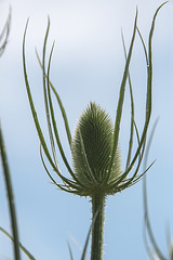 20140703 3697VRAZw [D~LIP] Wilde Karde (Dipsacus fullonum), UWZ - Umweltzentrum, Bad Salzuflen