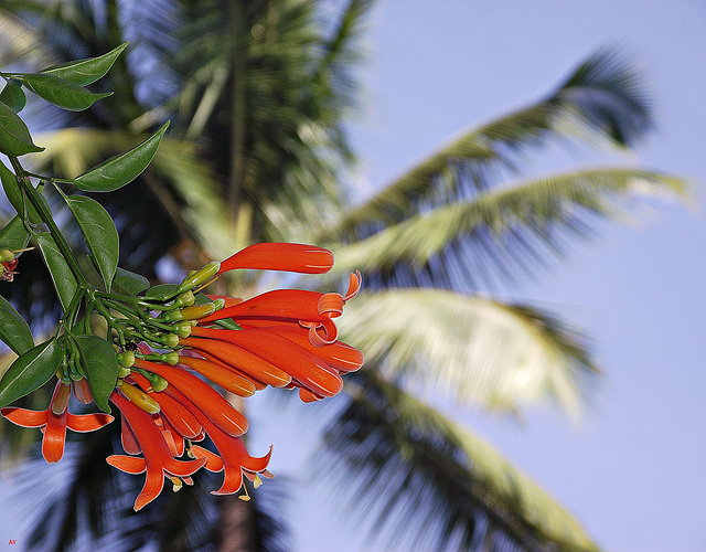 Petals and palms