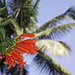Petals and palms