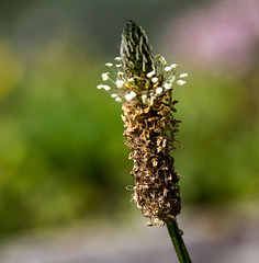 20140703 3696VRAZw [D~LIP] Spitzwegerich (Plantago lanceolata), UWZ - Umweltzentrum, Bad Salzuflen