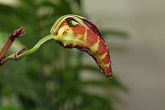 Psychopsis papilio