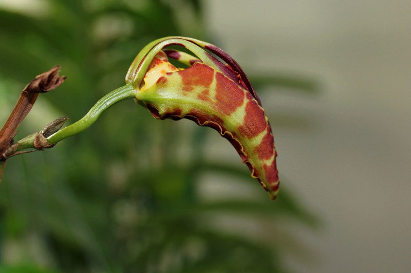 Psychopsis papilio