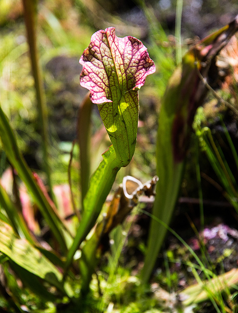 20140703 3692VRAZw [D~LIP] Schlauchpflanzen (Sarracenia purpurea), [Trompetenpflanze] [Trompetenblatt], UWZ, Bad Salzuflen