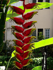 Pods and leaves