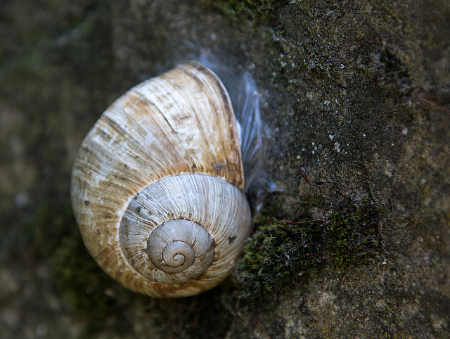 20140703 3685VRAZw [D~LIP] Weinbergschnecke (Helix pomatia), UWZ - Umweltzentrum, Bad Salzuflen