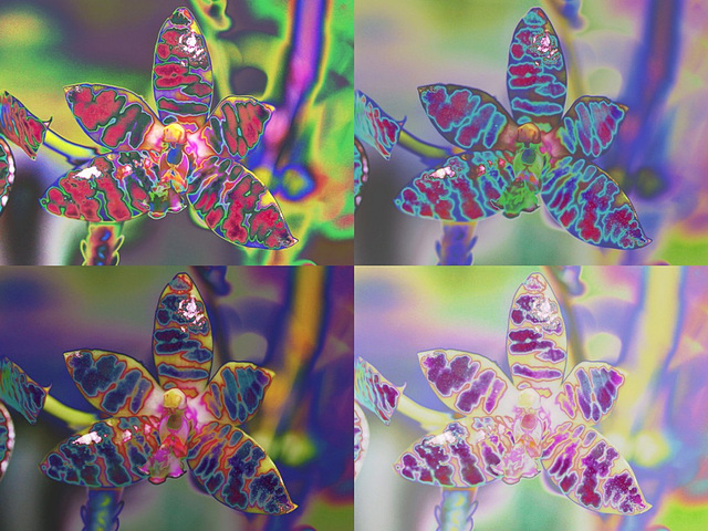 Phalaenopsis montage