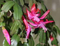 Schlumbergera russeliana