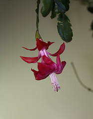 Schlumbergera russeliana (2)