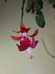 Schlumbergera russeliana (3)