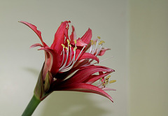 Hippeastrum cybister 'reggae'