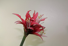 Hippeastrum cybister 'reggae'