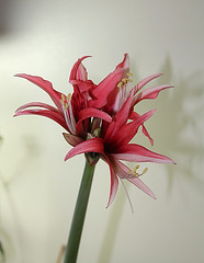 Hippeastrum cybister 'reggae'