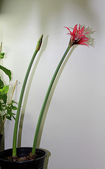 Hippeastrum cybister ' reggae'- début de floraison