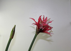 Hippeastrum cybister ' reggae'- début de floraison (2)