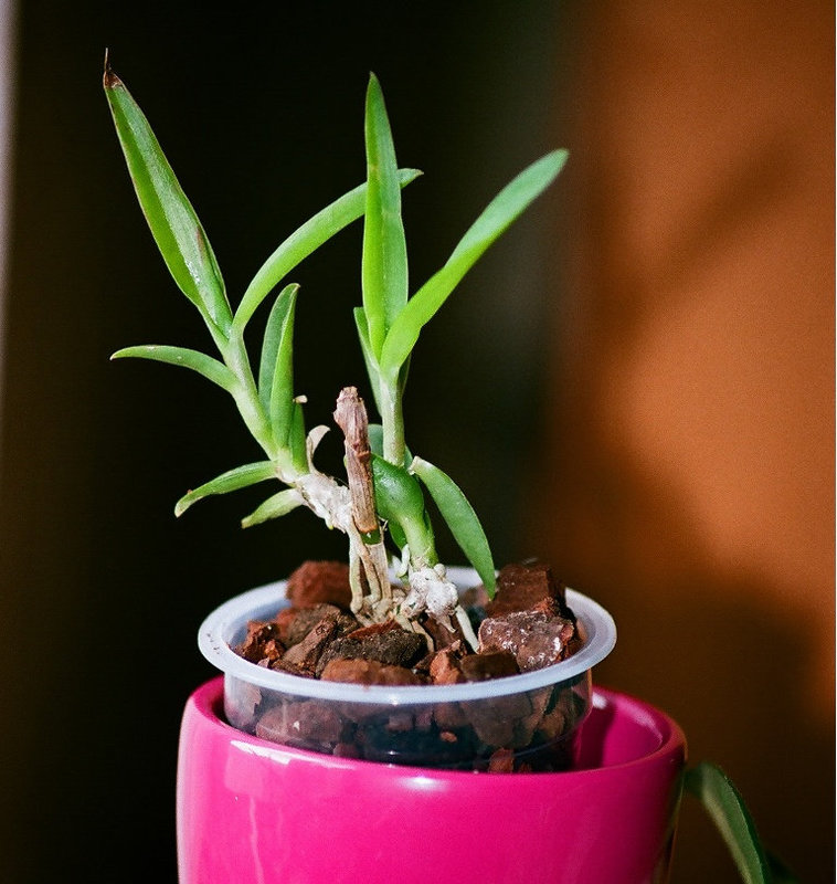 Keiki Dendrobium