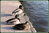 COLVERTS****