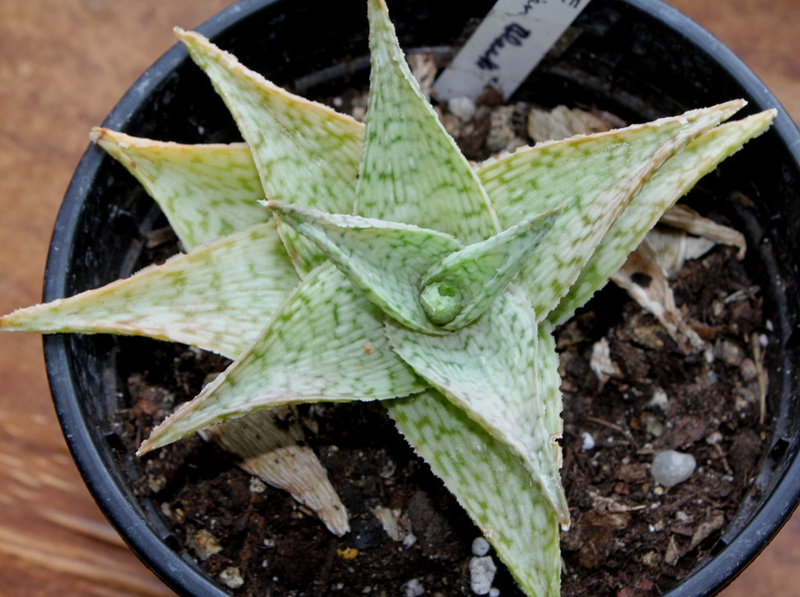 Aloe 'Doran Black'