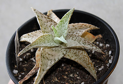Aloe ' Snow Flake'