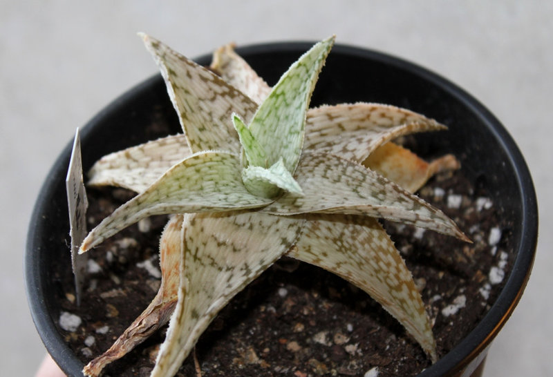 Aloe ' Snow Flake'