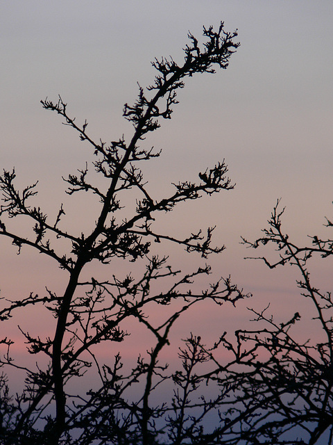 winterliches Abendrot