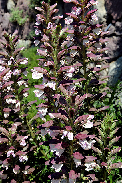 acanthus mollis - wahrer oder weicher Bärenklau