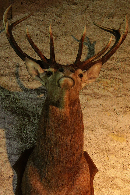 Cerf titude