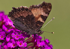 20110712 6256RMw [D~LIP] Kleiner Fuchs, Bad Salzuflen